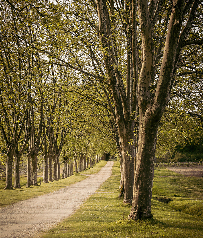 photo allee abre ornement