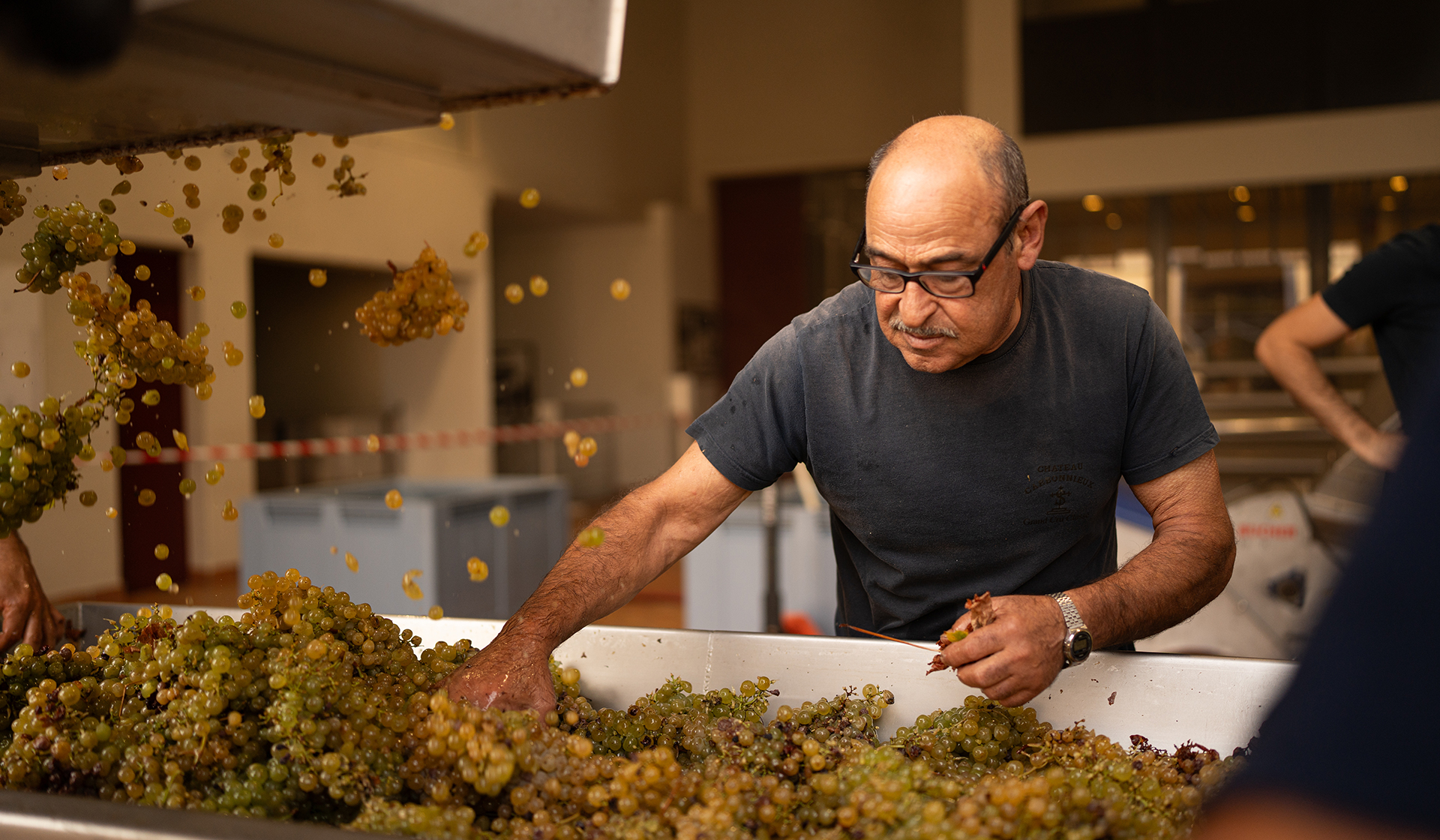 photo inspection recoltes vendanges
